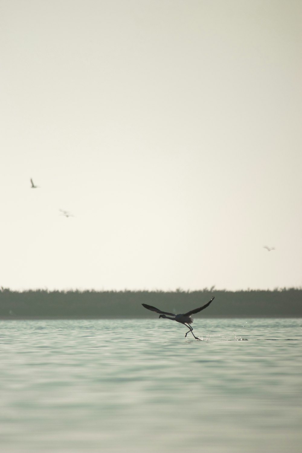 a large bird flying over a large body of water