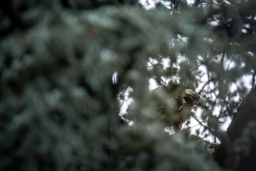 un uccello che è seduto su un albero