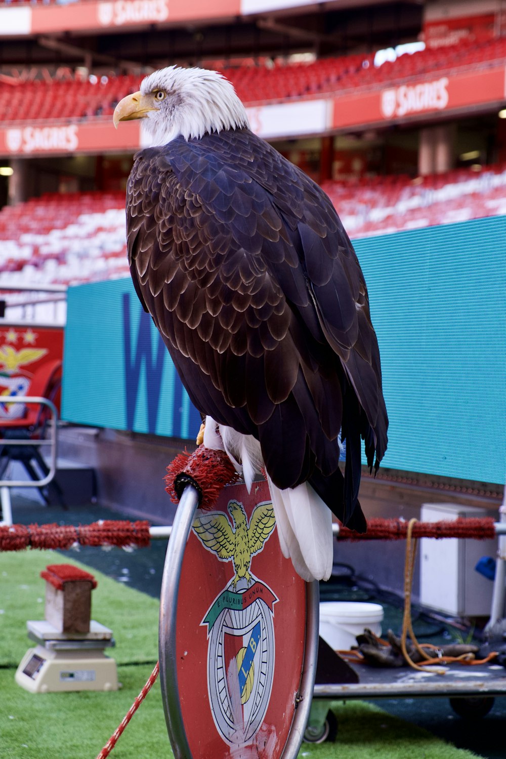 Un águila calva sentada encima de un escudo