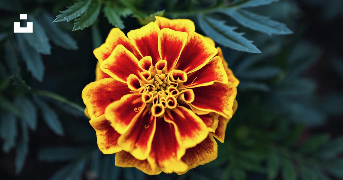 Un groupe de fleurs jaunes et rouges dans un jardin photo – Photo ...