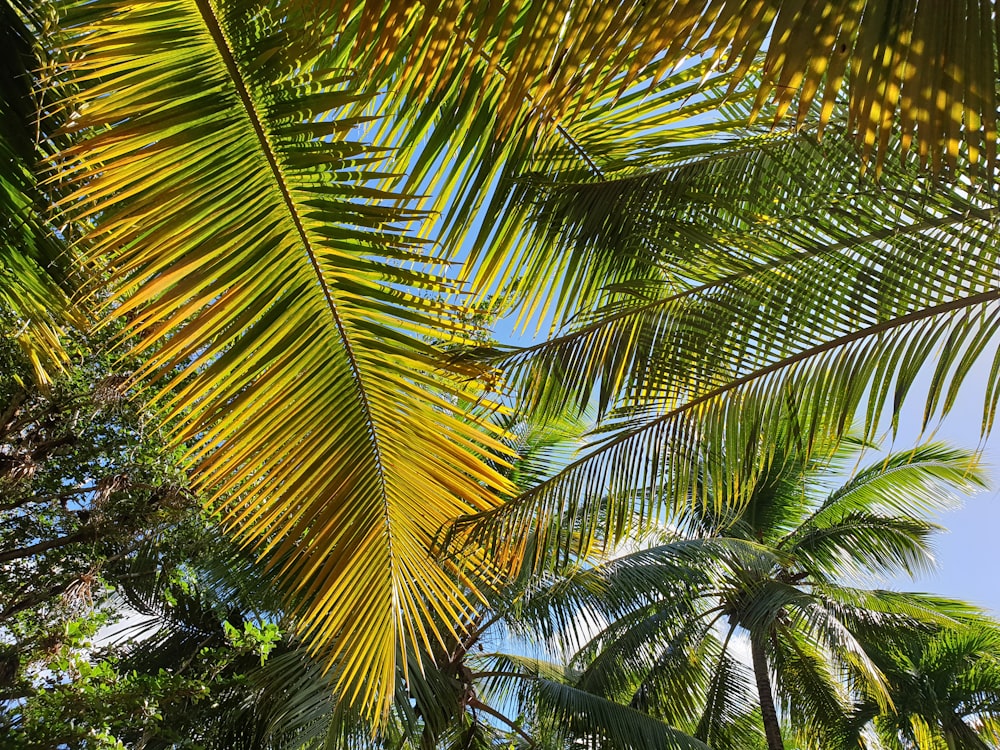 una palmera con un cielo azul en el fondo