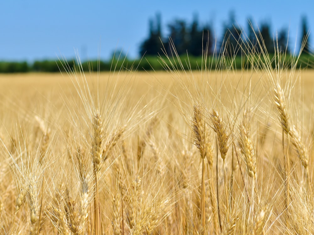 a field of wheat with trees in the background