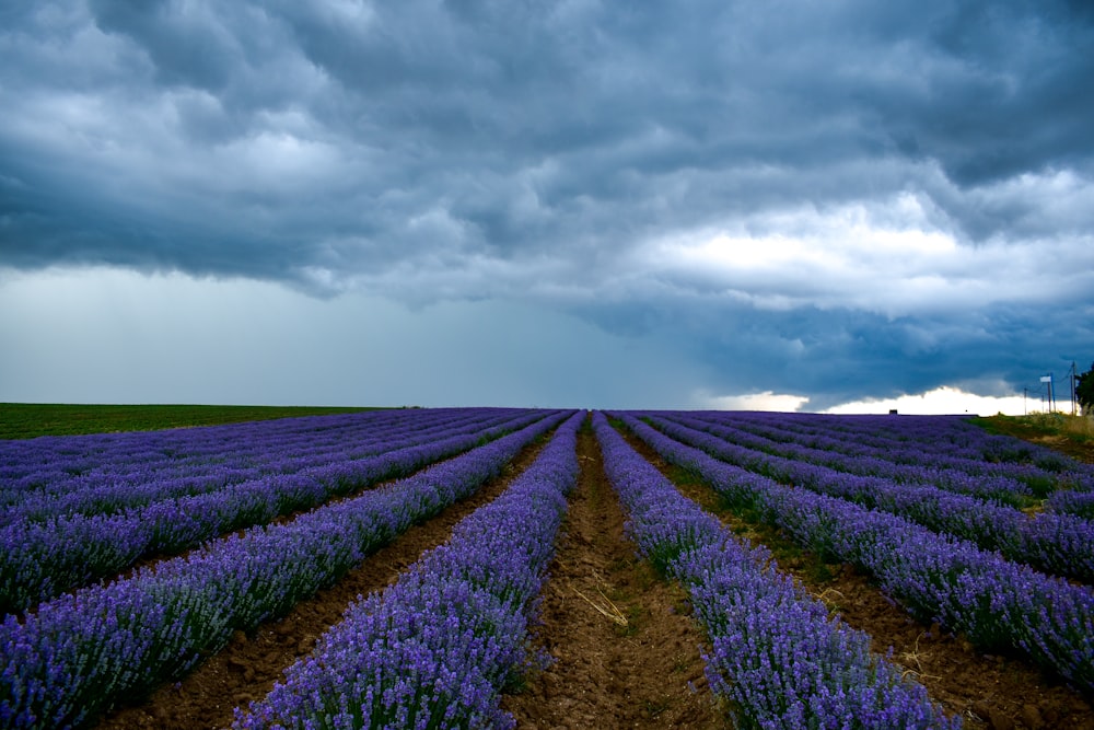 a field of purple flowers under a cloudy sky