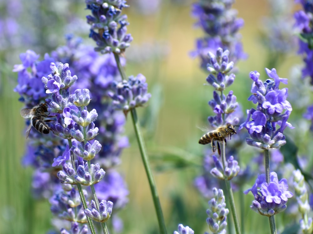 a bunch of purple flowers with bees on them