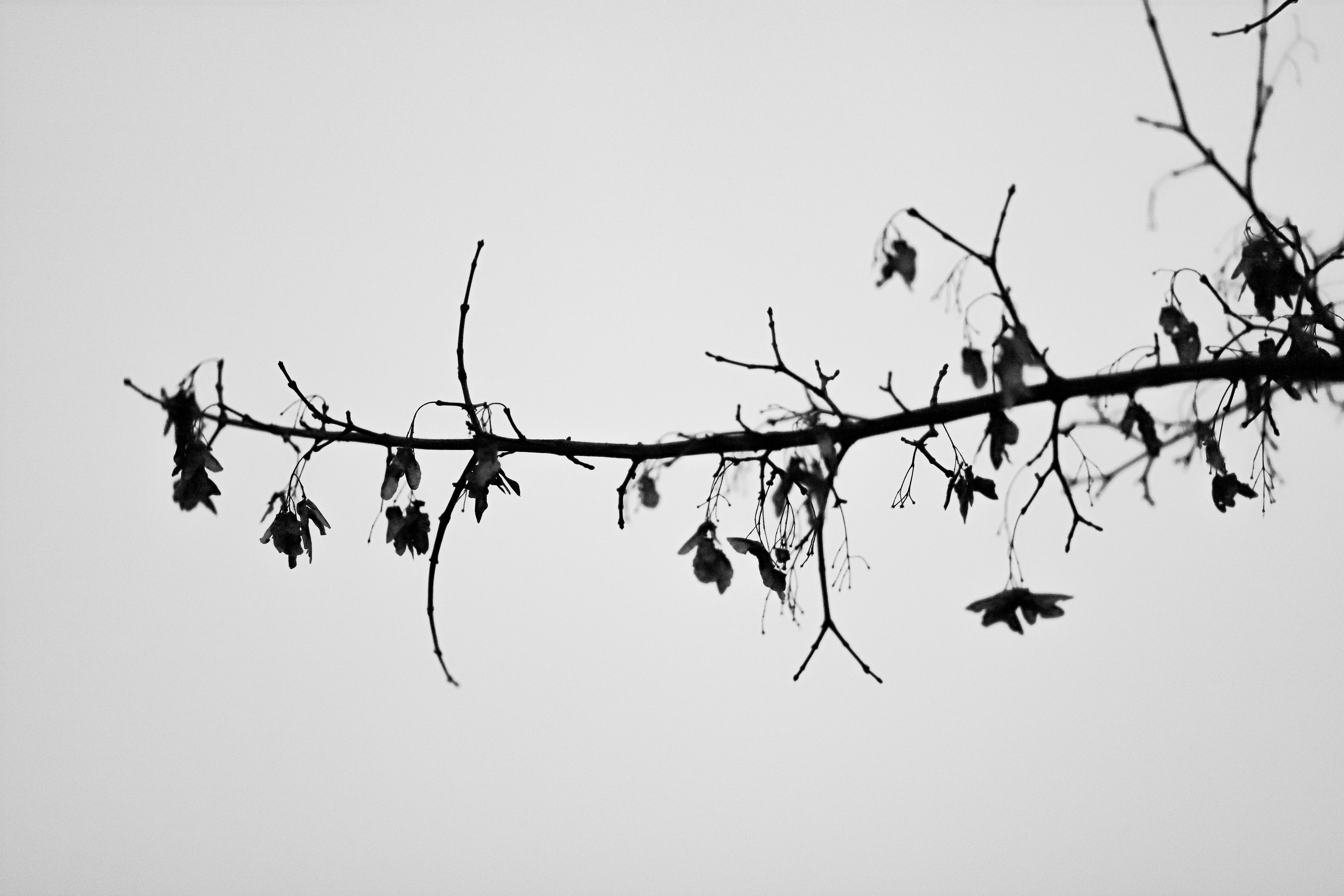 a black and white photo of a tree branch
