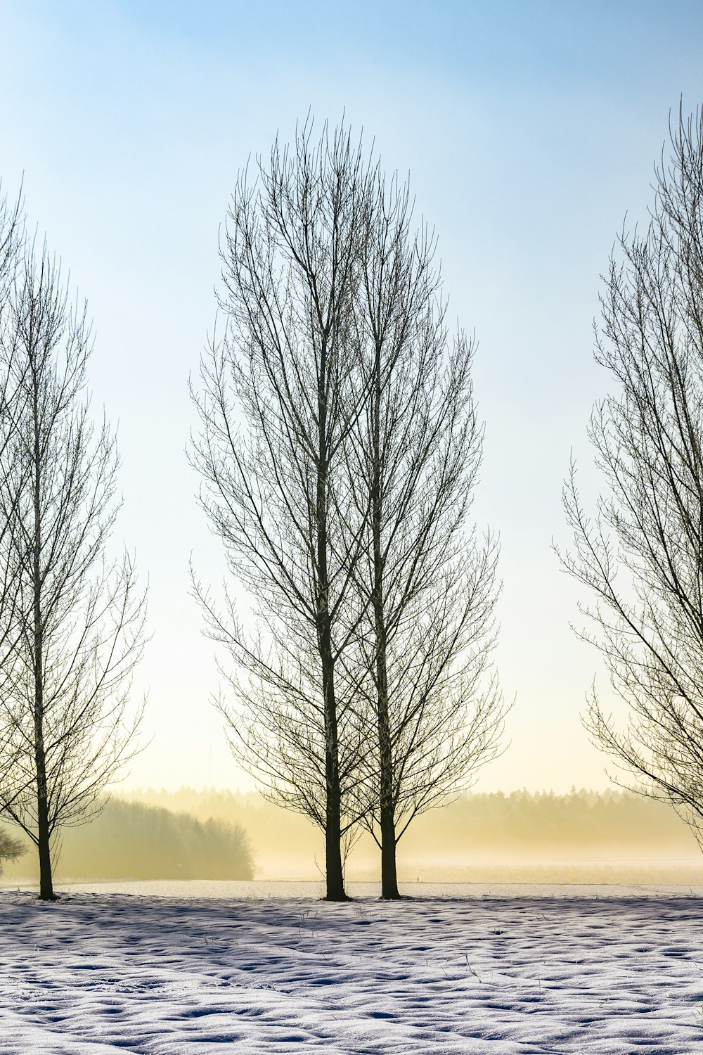 a row of bare trees in a snowy field