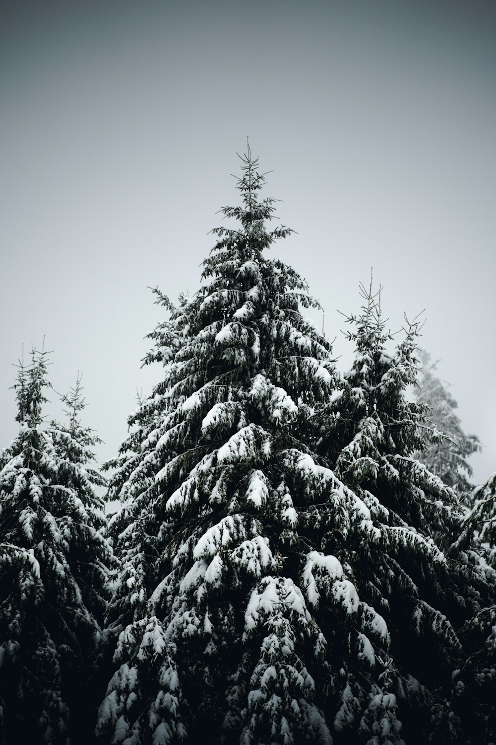 a group of pine trees covered in snow