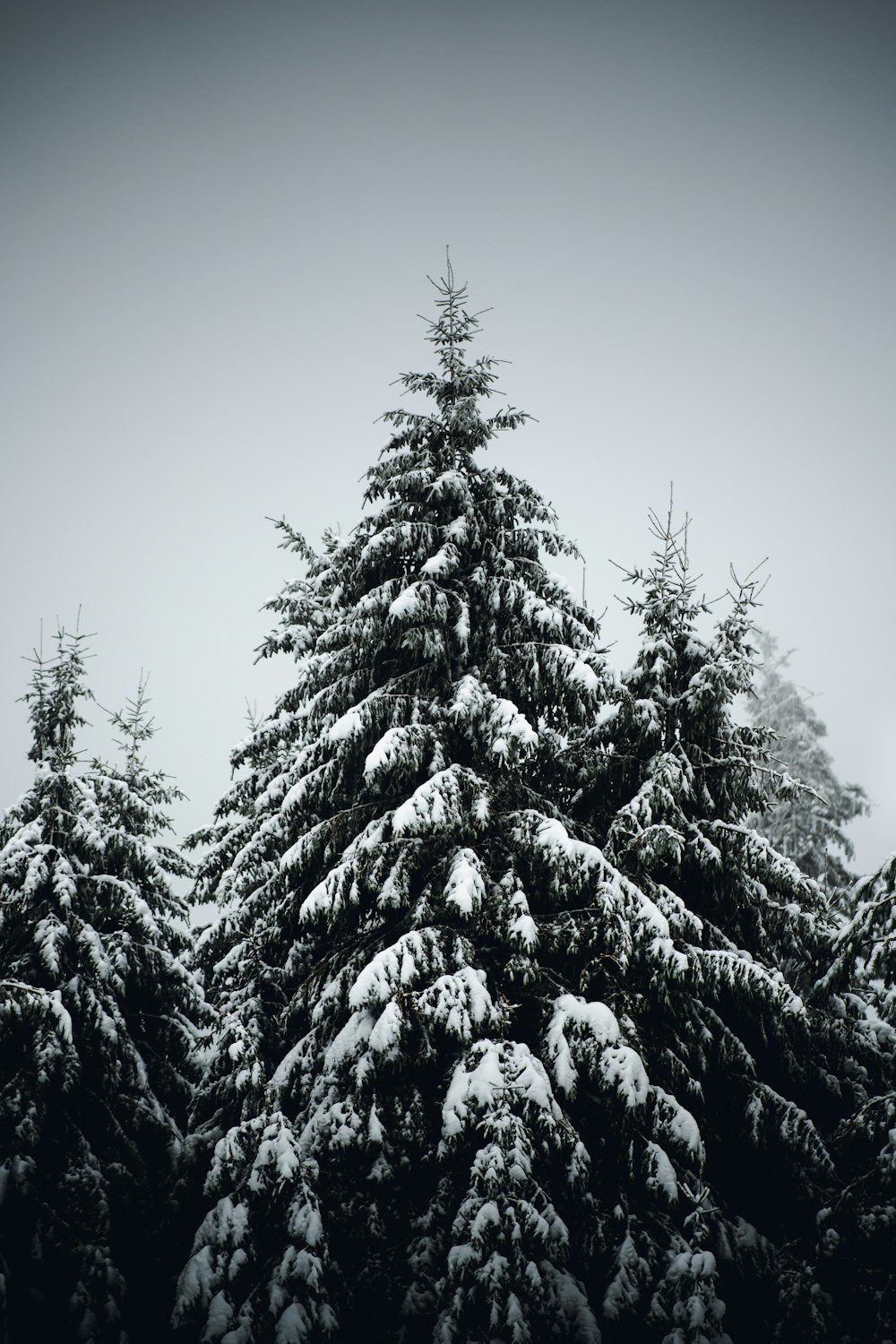 un gruppo di pini coperti di neve