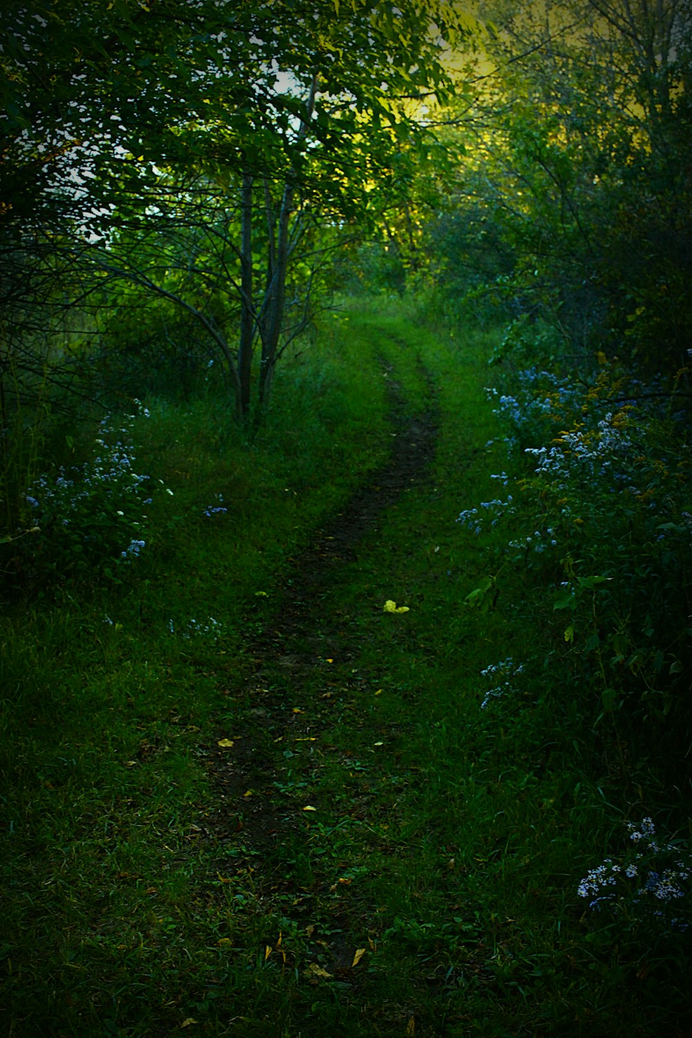 a path in the middle of a lush green forest