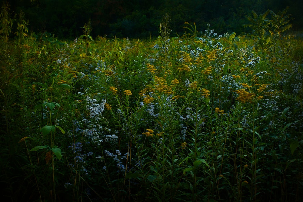 a field of wildflowers and other plants in the evening