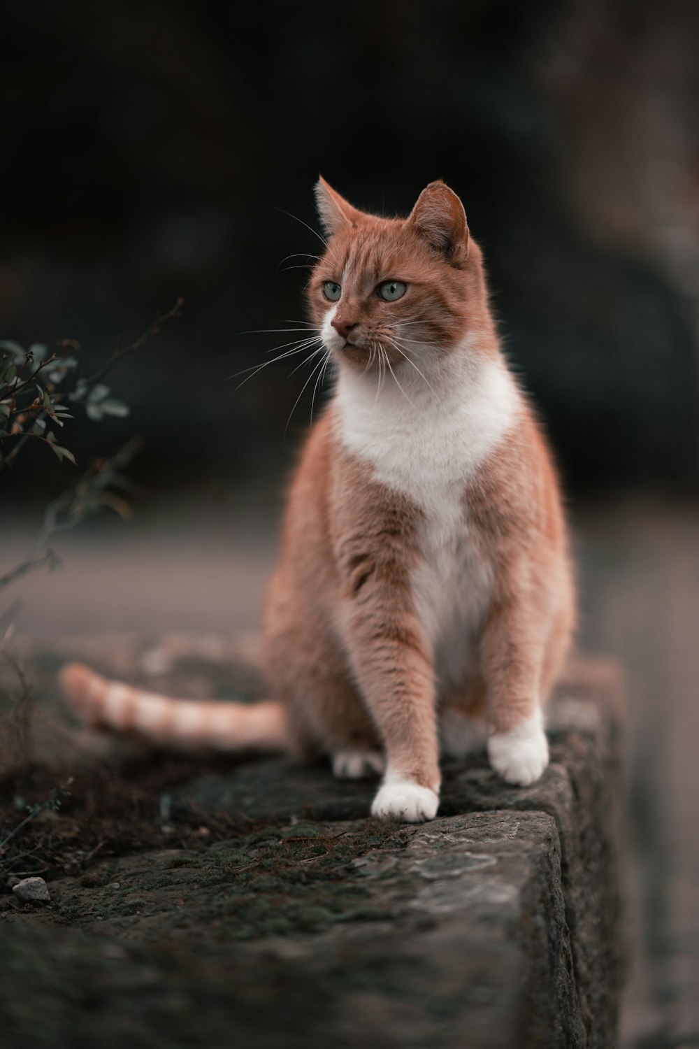 an orange and white cat sitting on top of a stone wall