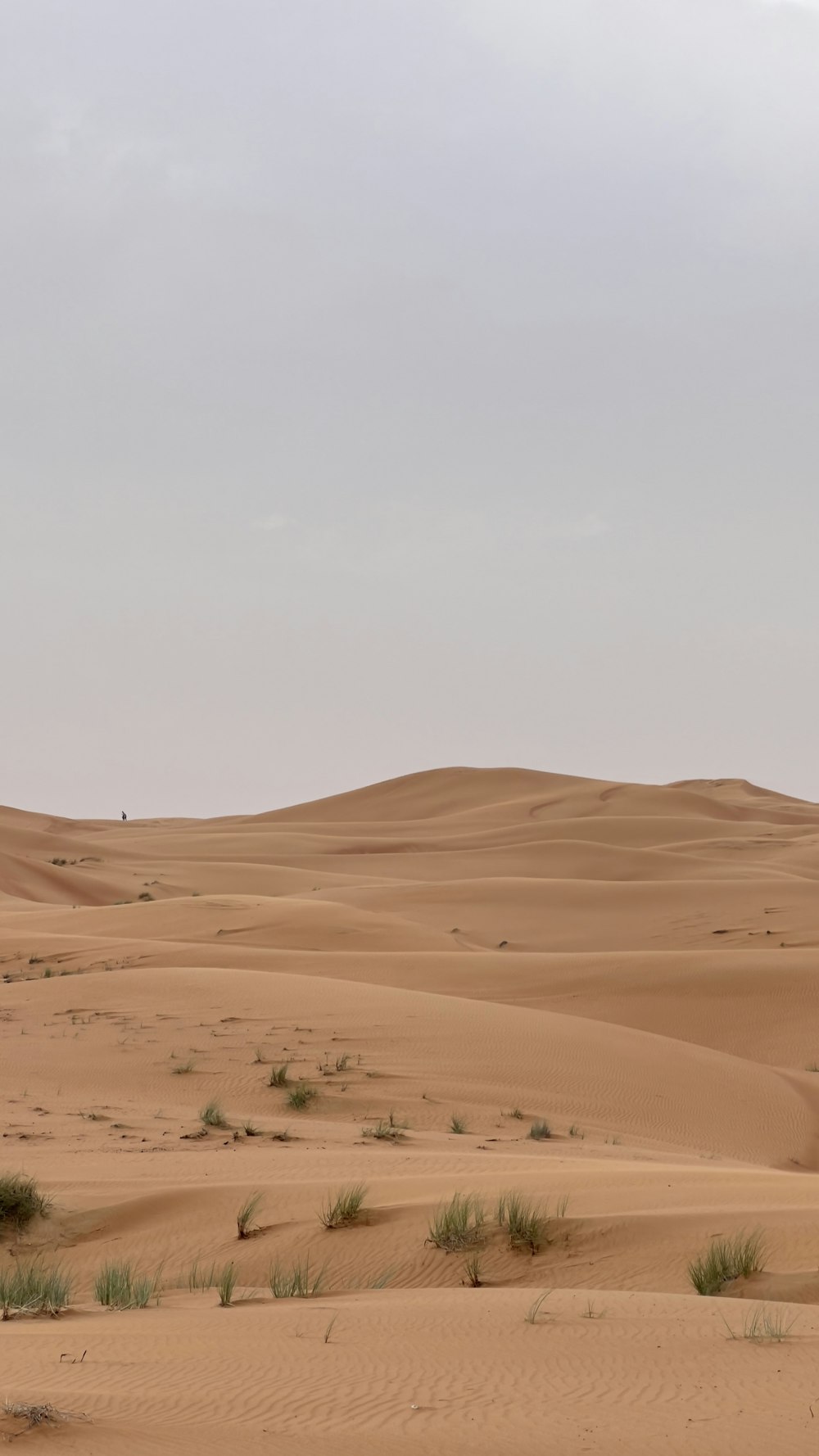 a lone giraffe standing in the middle of a desert