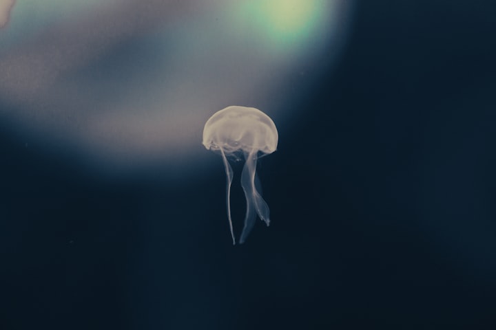 the jellyfish