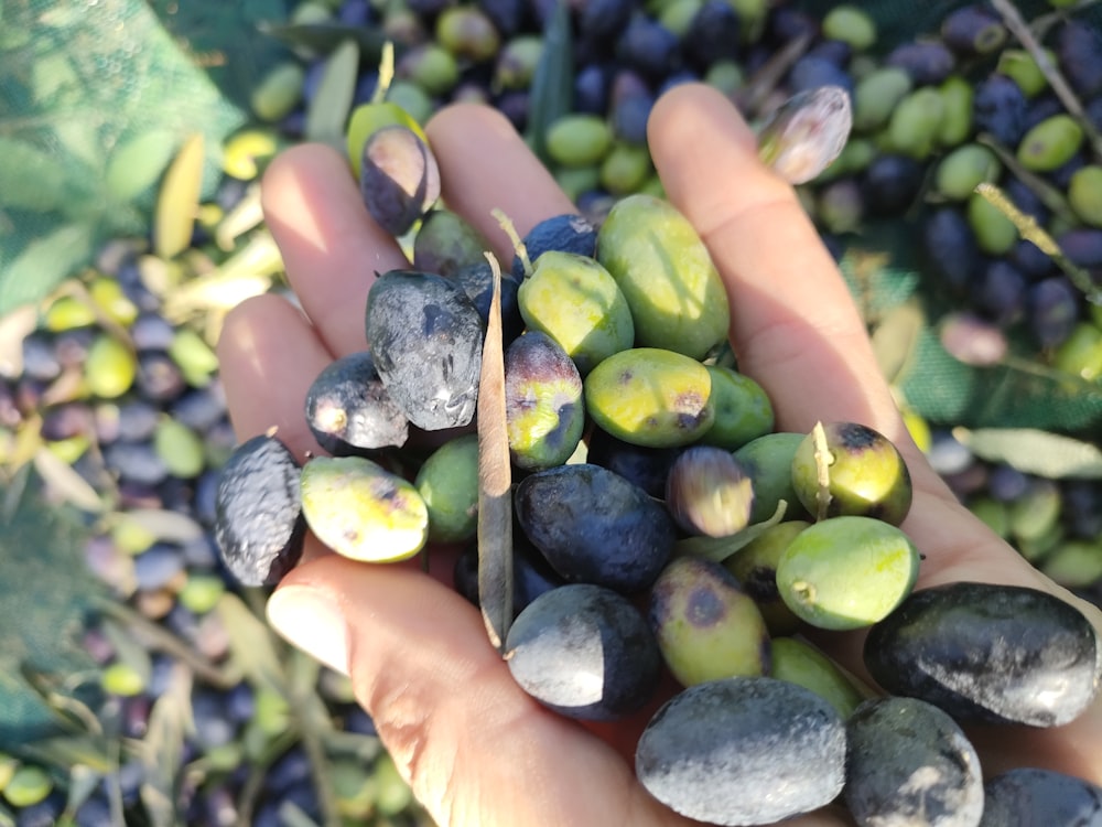 eine Hand, die einen Strauß grüner und schwarzer Oliven hält
