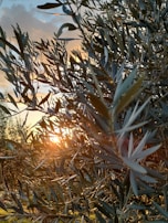 Morning light flooding a cozy reading nook with a view of olive trees.