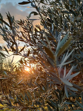 Elegant olive grove at sunrise with dew on leaves and soft golden light.