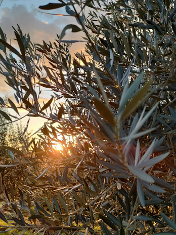 Soft golden light filtering through olive trees, evoking a peaceful Mediterranean retreat.