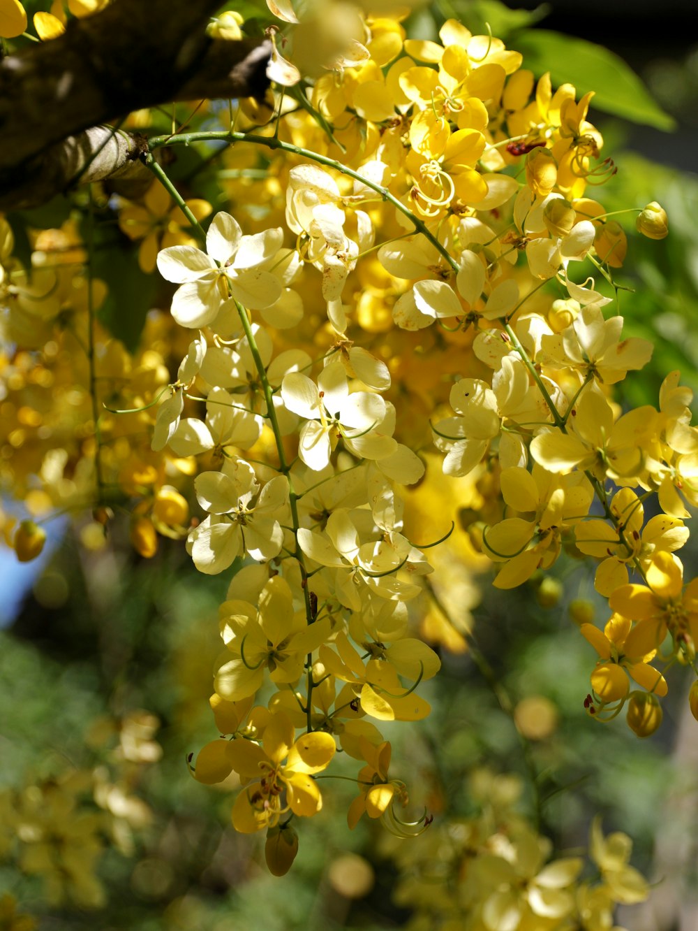 a bunch of yellow flowers hanging from a tree