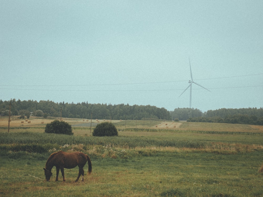 a horse grazing in a field with a wind turbine in the background