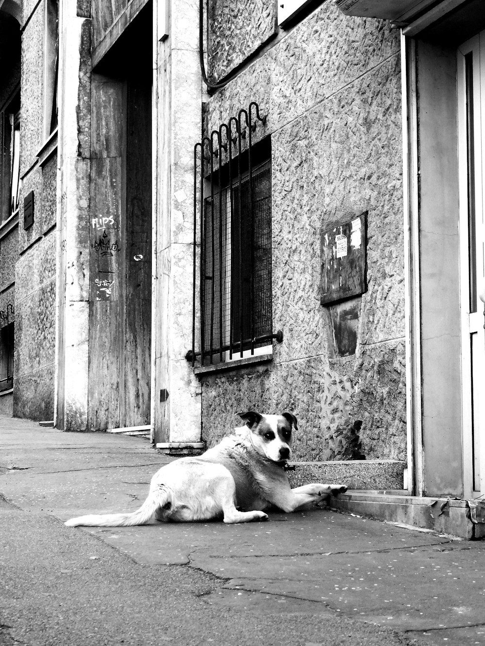 a black and white photo of a dog laying on the sidewalk