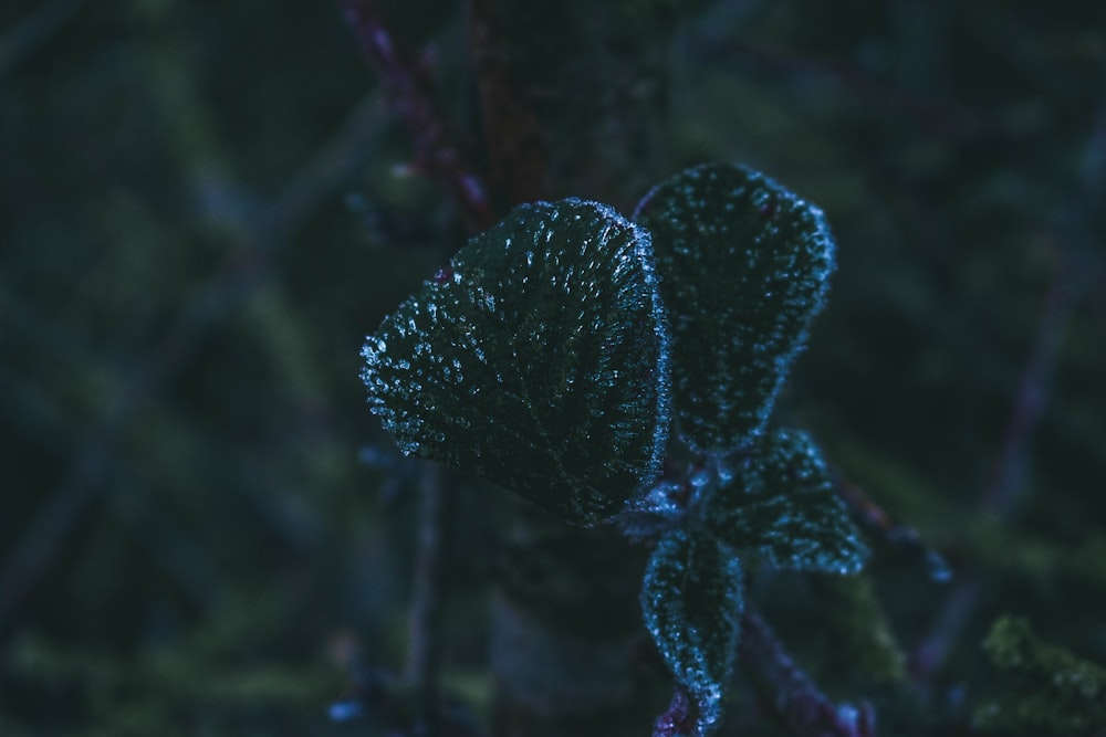 a close up of a plant with a blurry background