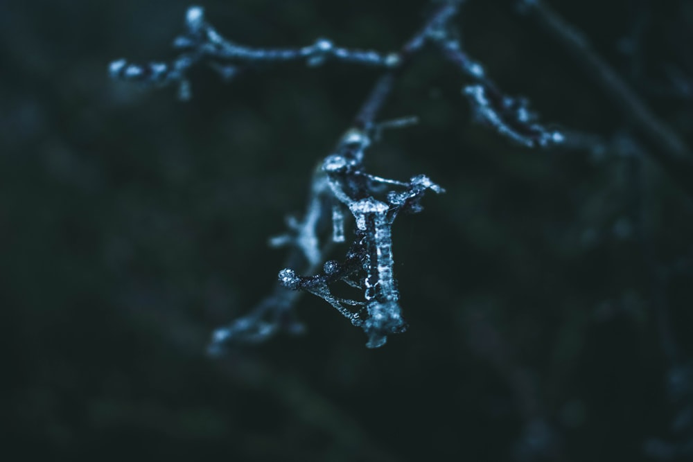 a close up of a branch with ice on it