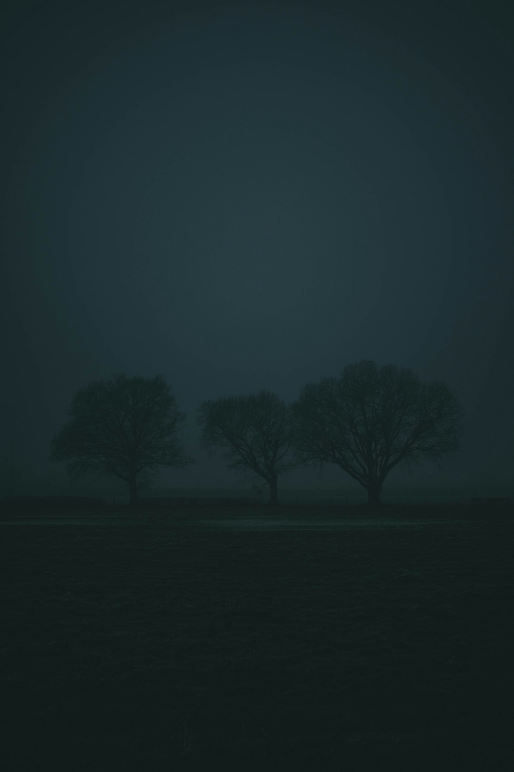 a group of trees in a field at night