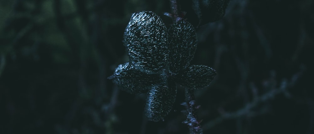 a close up of a black flower in the dark