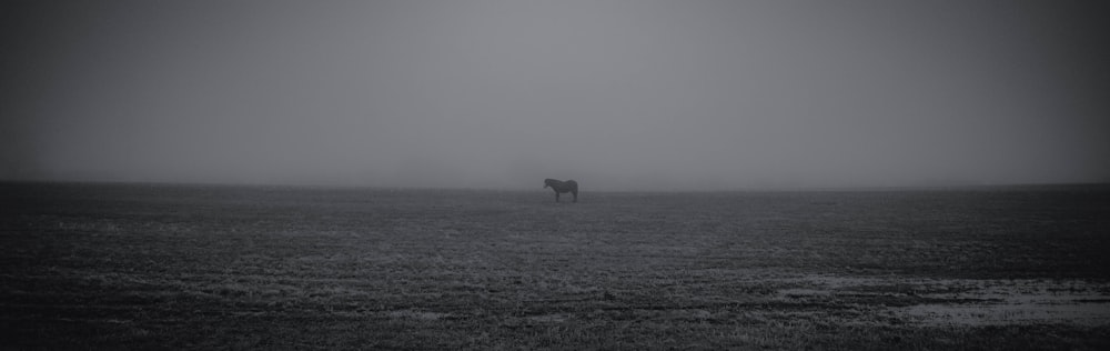 a black and white photo of a horse in a foggy field