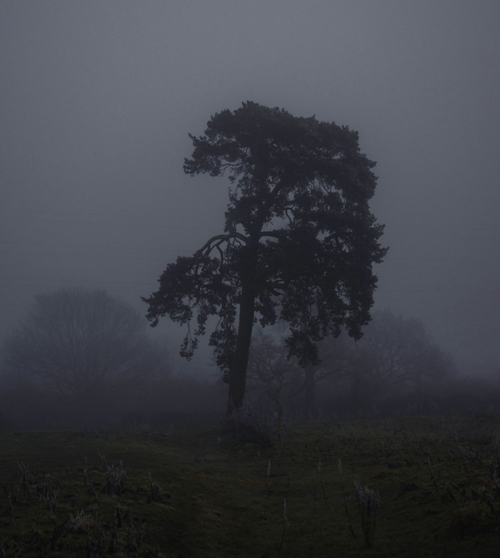 a lone tree in a foggy field