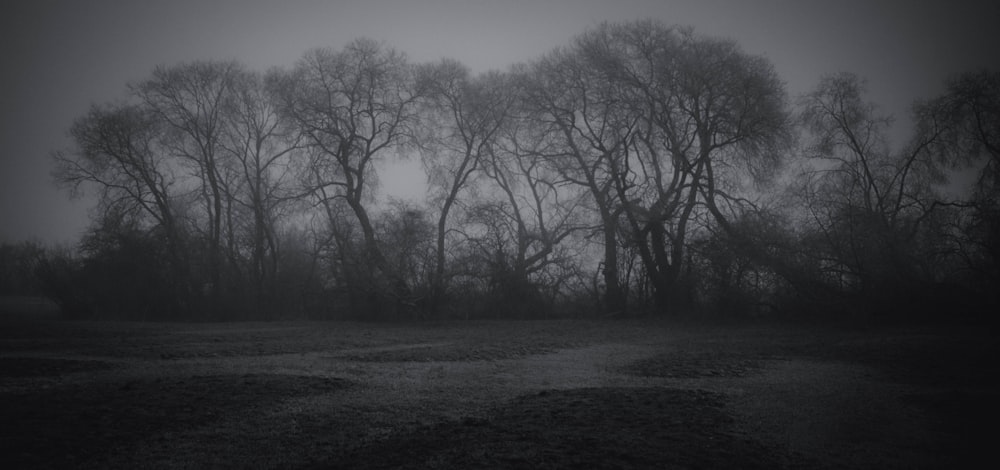a black and white photo of trees in the fog