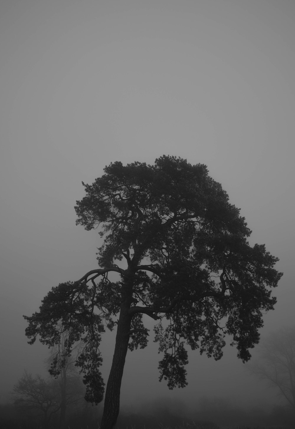 uma foto em preto e branco de uma árvore no nevoeiro