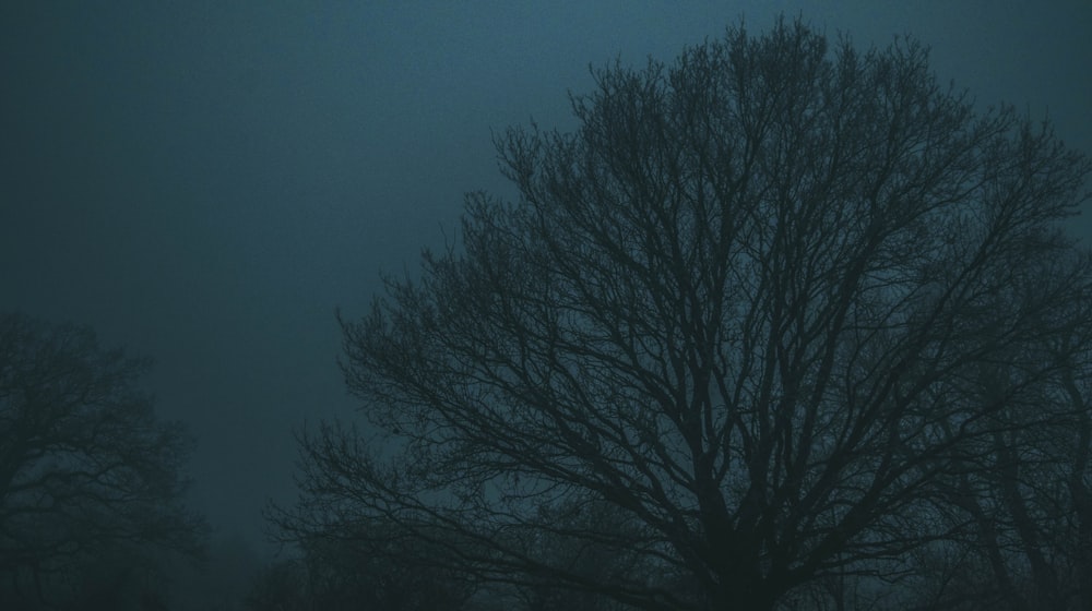 a tree with no leaves on a foggy night