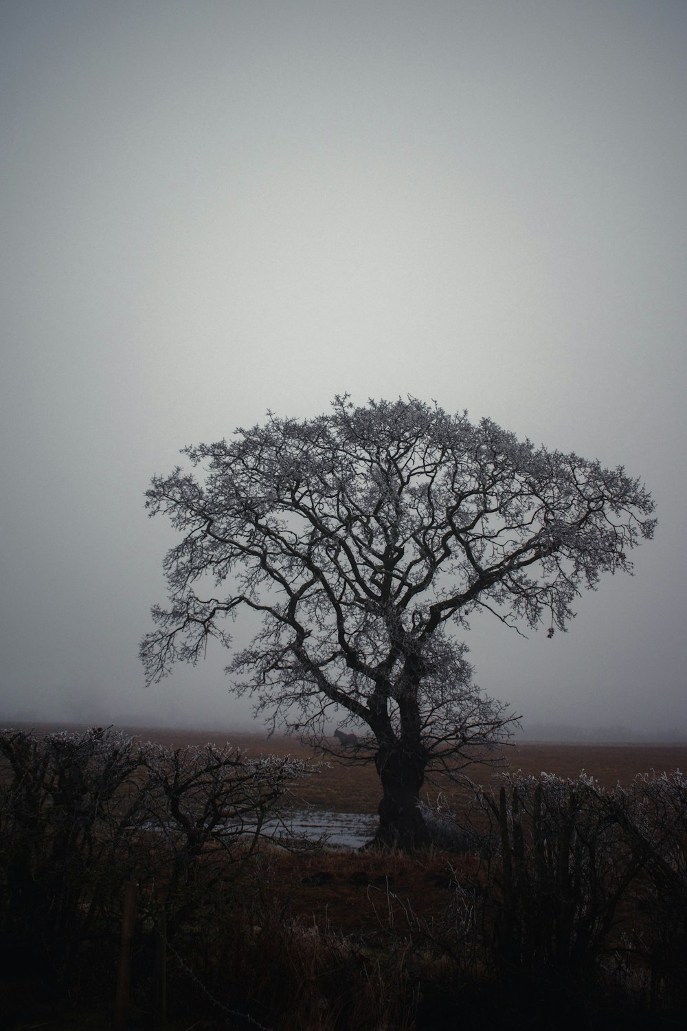 a lone tree in a field on a foggy day