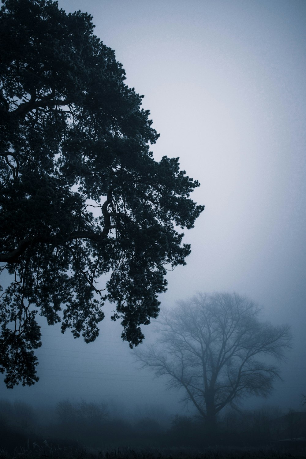 a lone tree in a foggy field