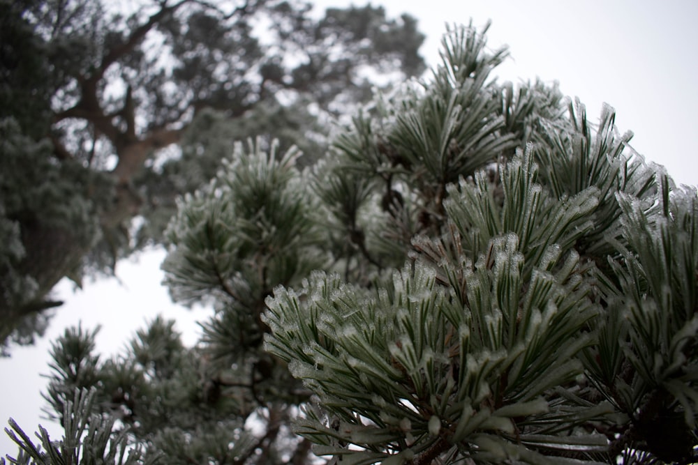 um close up de um pinheiro com neve sobre ele