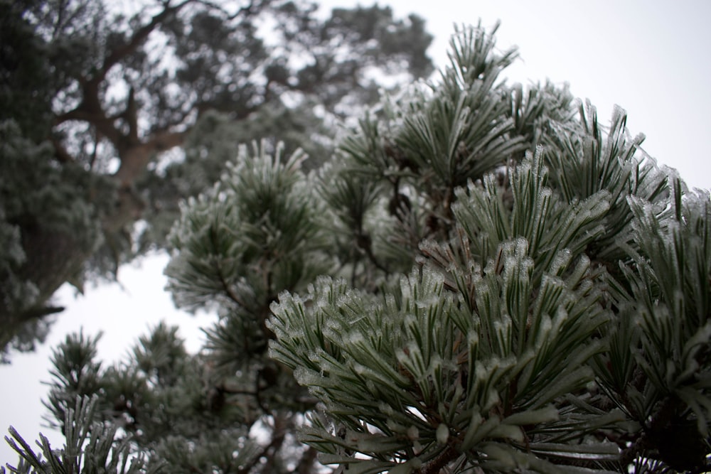 a close up of a pine tree with snow on it