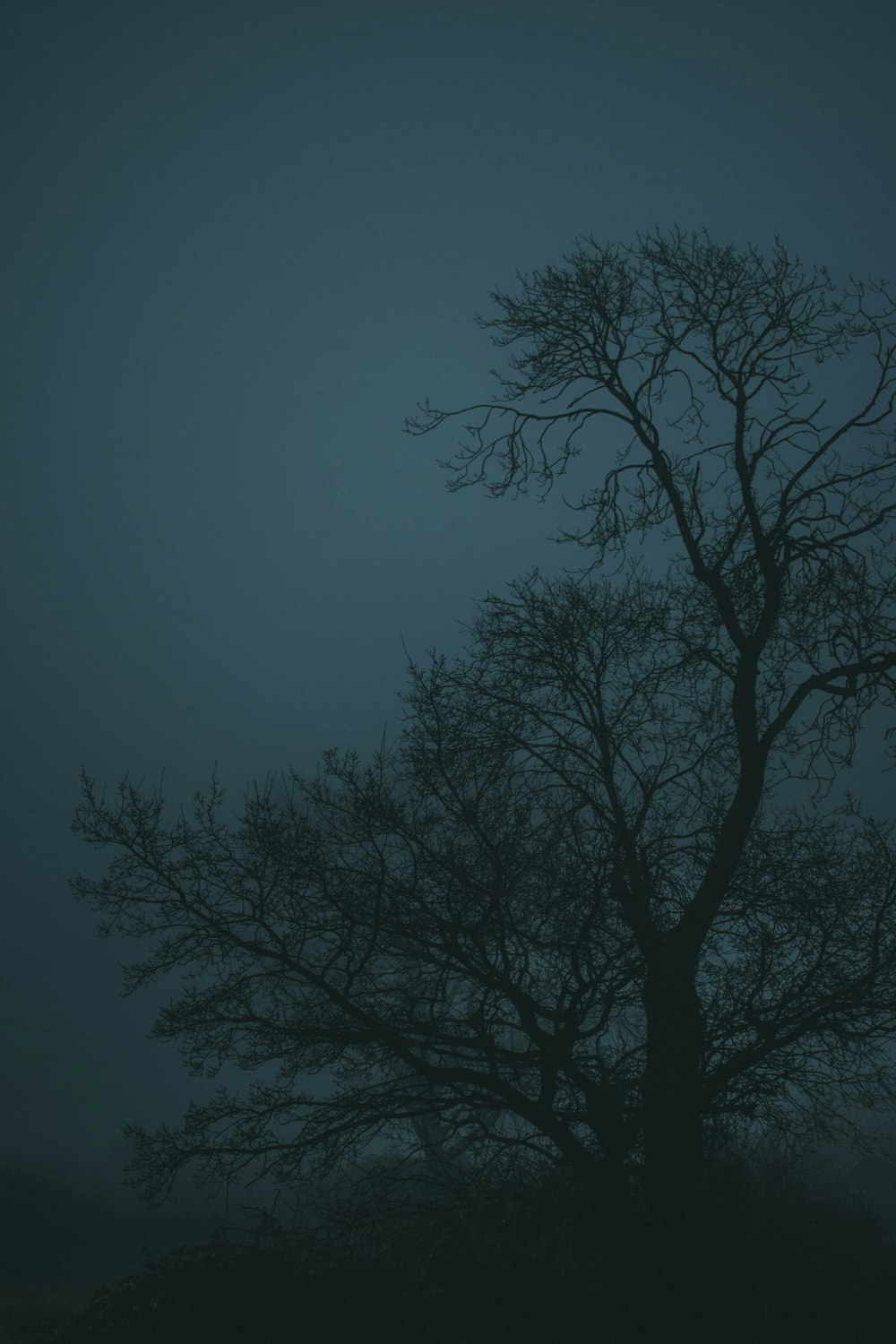 a tree in the fog with no leaves