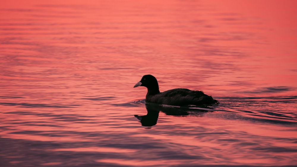 a duck floating on top of a body of water