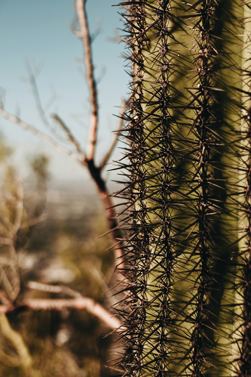 a close up of a cactus with a blurry background