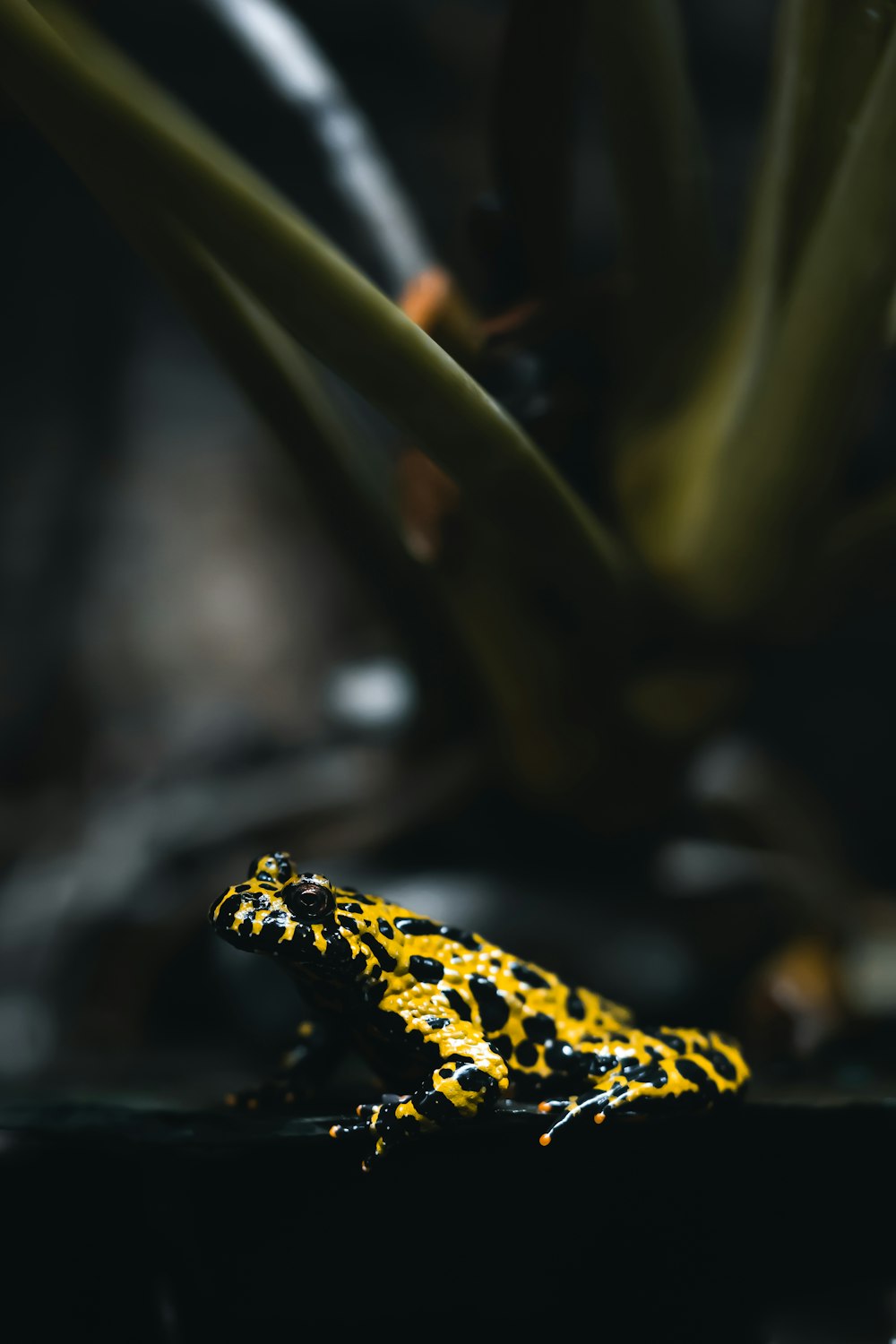 a yellow and black frog sitting on top of a leaf