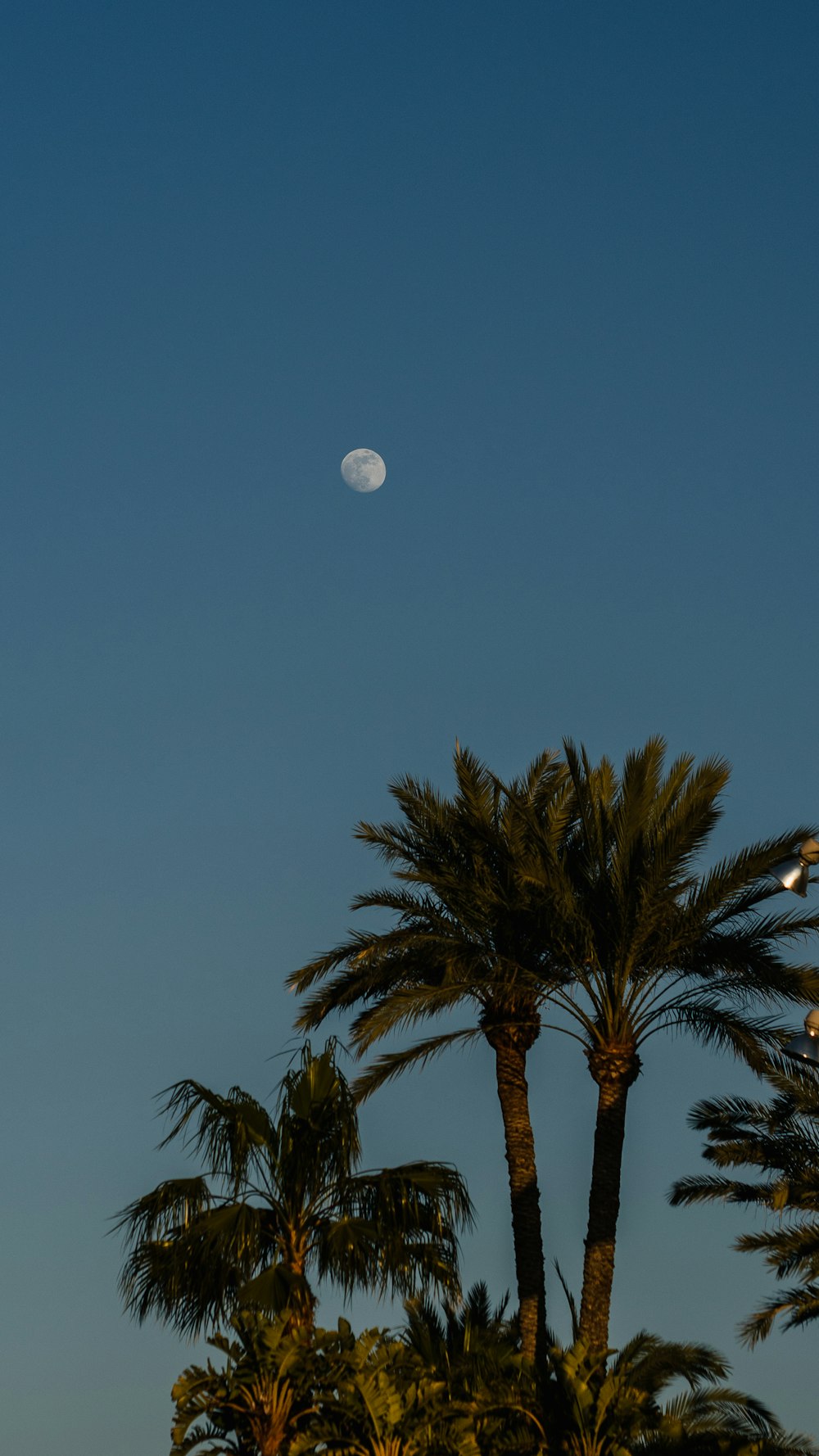 a full moon is seen in the sky above palm trees