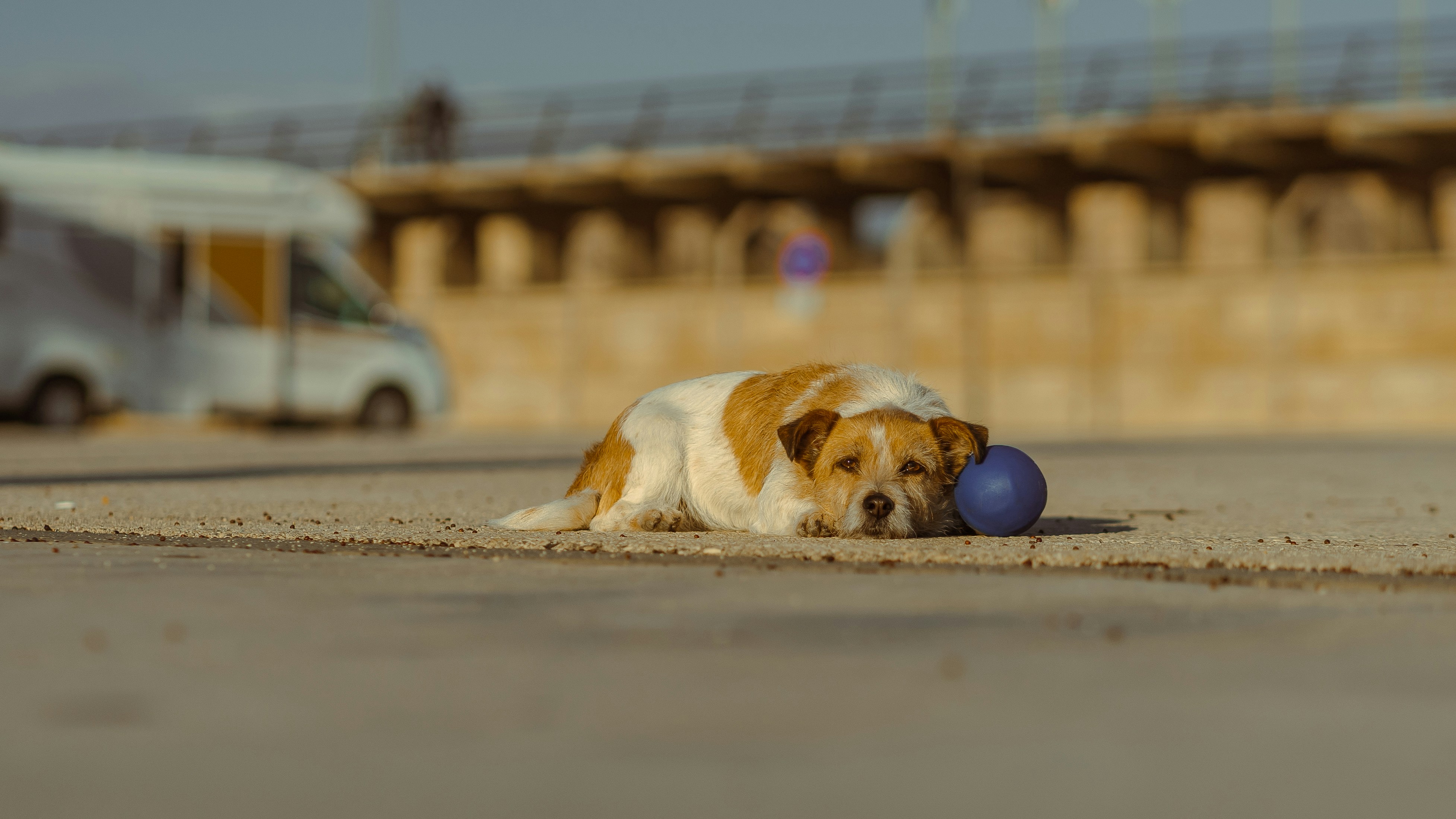 a dog laying on the ground with a ball in its mouth