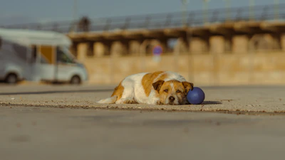 a dog laying on the ground with a ball in its mouth