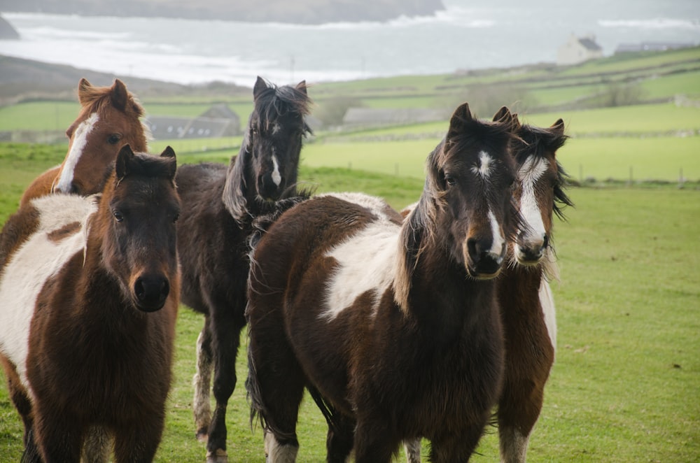 a group of horses standing on top of a lush green field