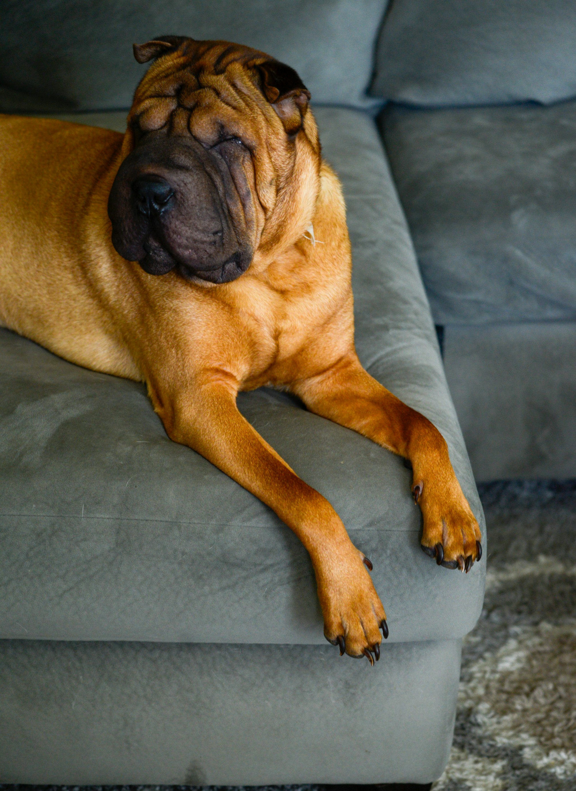 a large brown Shar Pei dog laying on top of a gray couch