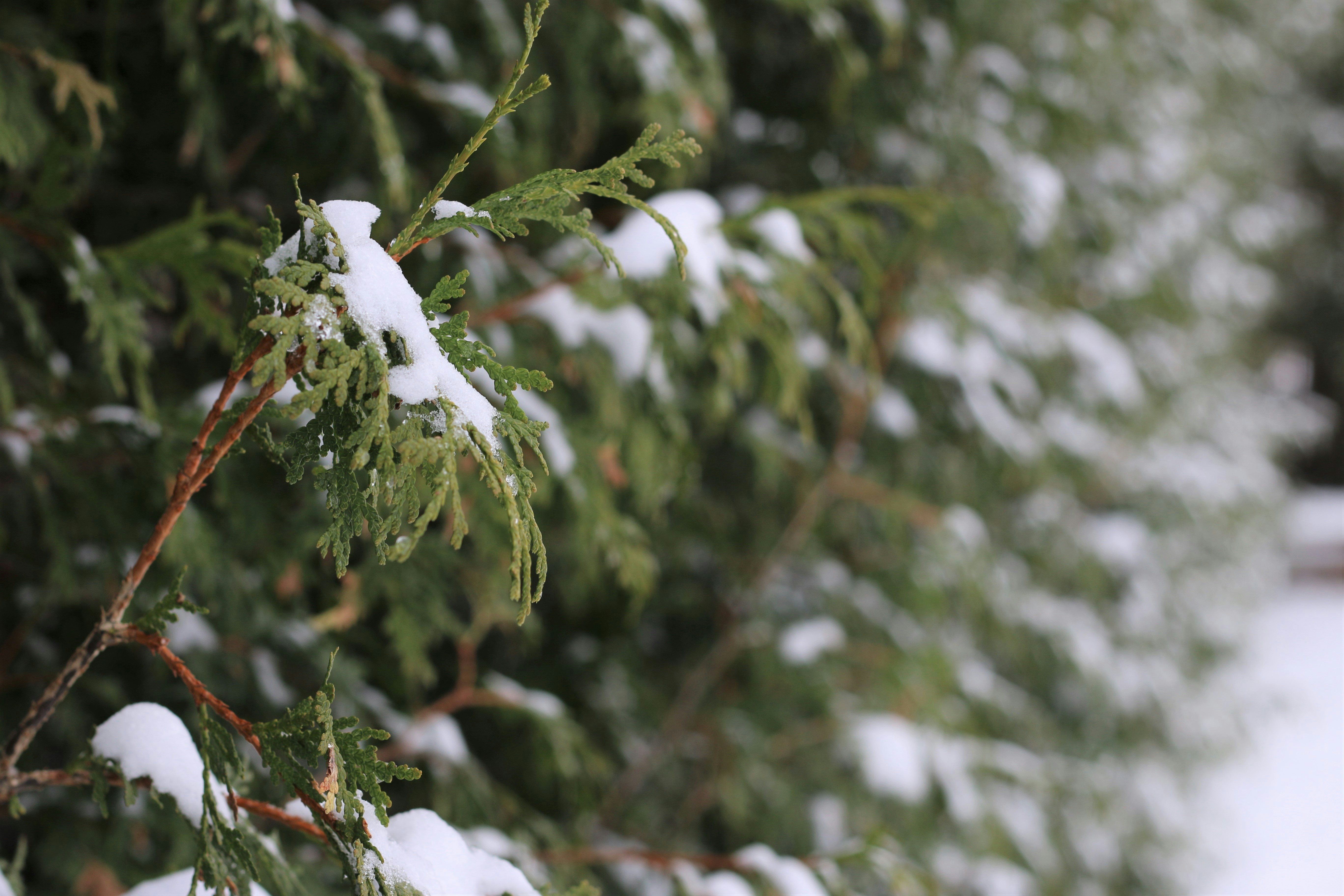 Photo by crancourt96