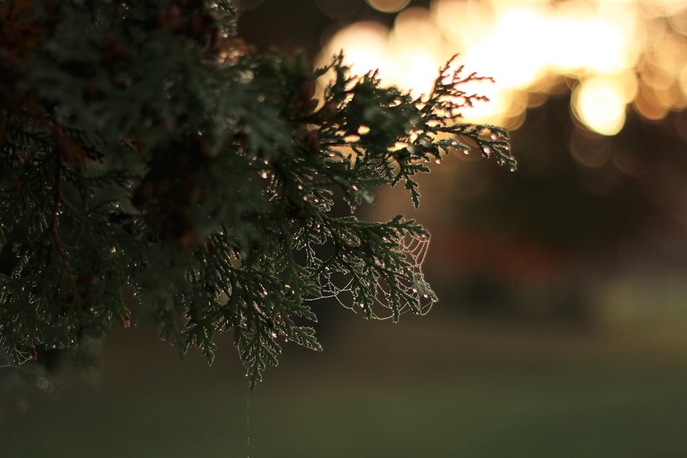 a close up of a tree branch with a blurry background