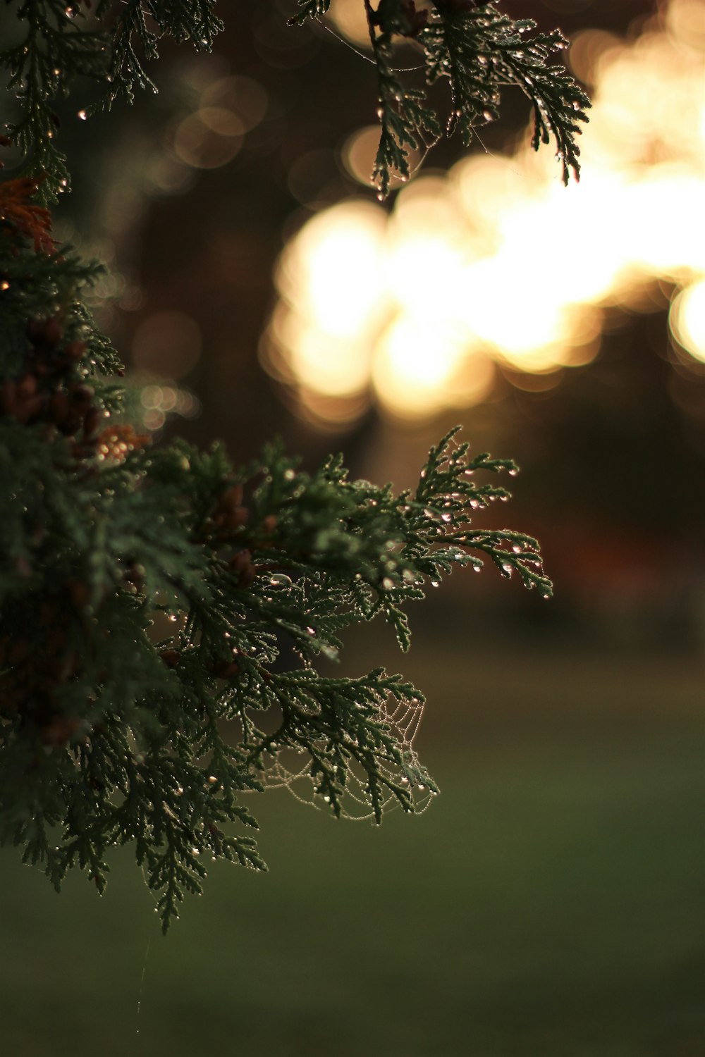 a close up of a pine tree with a blurry background