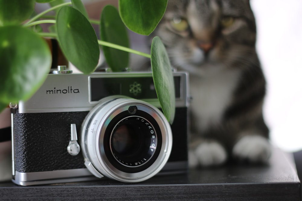 a cat sitting on a table next to a camera